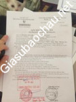 ảnh đính kèm của gia sư