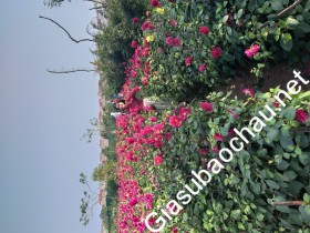 gia sư Hà Nội