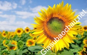 gia sư Đà Nẵng