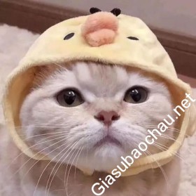 gia sư Hà Nội