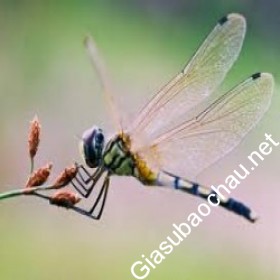gia sư Hồ Chí Minh