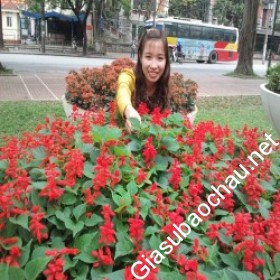 gia sư Quảng Bình