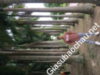 Gia sư giỏi Đại học Bách khoa Hà Nội chuyên dạy kèm môn Tin học lập trình
