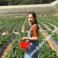 Gia sư giỏi FPT Greenwich chuyên dạy kèm môn Tiếng Anh, Tiếng Việt cho người nước ngoài, Tiếng Anh giao tiếp, Tiếng Việt