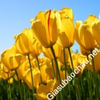 Gia sư giỏi Đơn vị khác