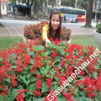Gia sư giỏi Trung tâm anh ngữ chuyên dạy kèm môn Tiếng Anh