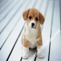 Gia sư giỏi Sinh viên DH Bách Khoa TPHM chuyên dạy kèm môn Toán, Vật lý, Hóa